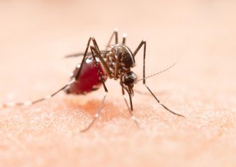 HESLMB alerta sobre período de chuvas em Goiás e aumento dos casos de dengue