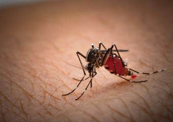 Hospital Estadual de São Luís de Montes Belos alerta sobre o aumento nos casos de dengue