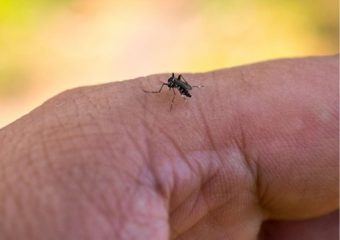 HEF alerta sobre os riscos de dengue com aumento das chuvas