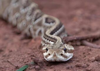 HEF orienta como evitar e tratar picadas de serpentes