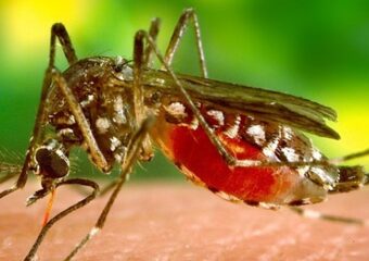 Policlínica de Posse alerta sobre a malária e destaca medidas para combater a transmissão da doença 