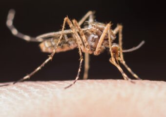 Leishmaniose exige atenção aos sinais e medidas de prevenção, orienta Hetrin