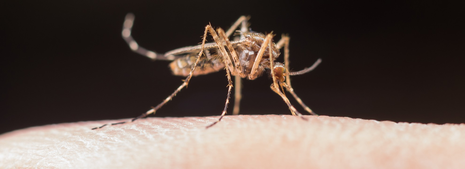 A leishmaniose, transmitida pelo mosquito-palha, é uma doença grave. O Hospital Estadual de Trindade (Hetrin) destaca a importância de conhecer os sinais e adotar medidas preventivas em ambientes de saúde.